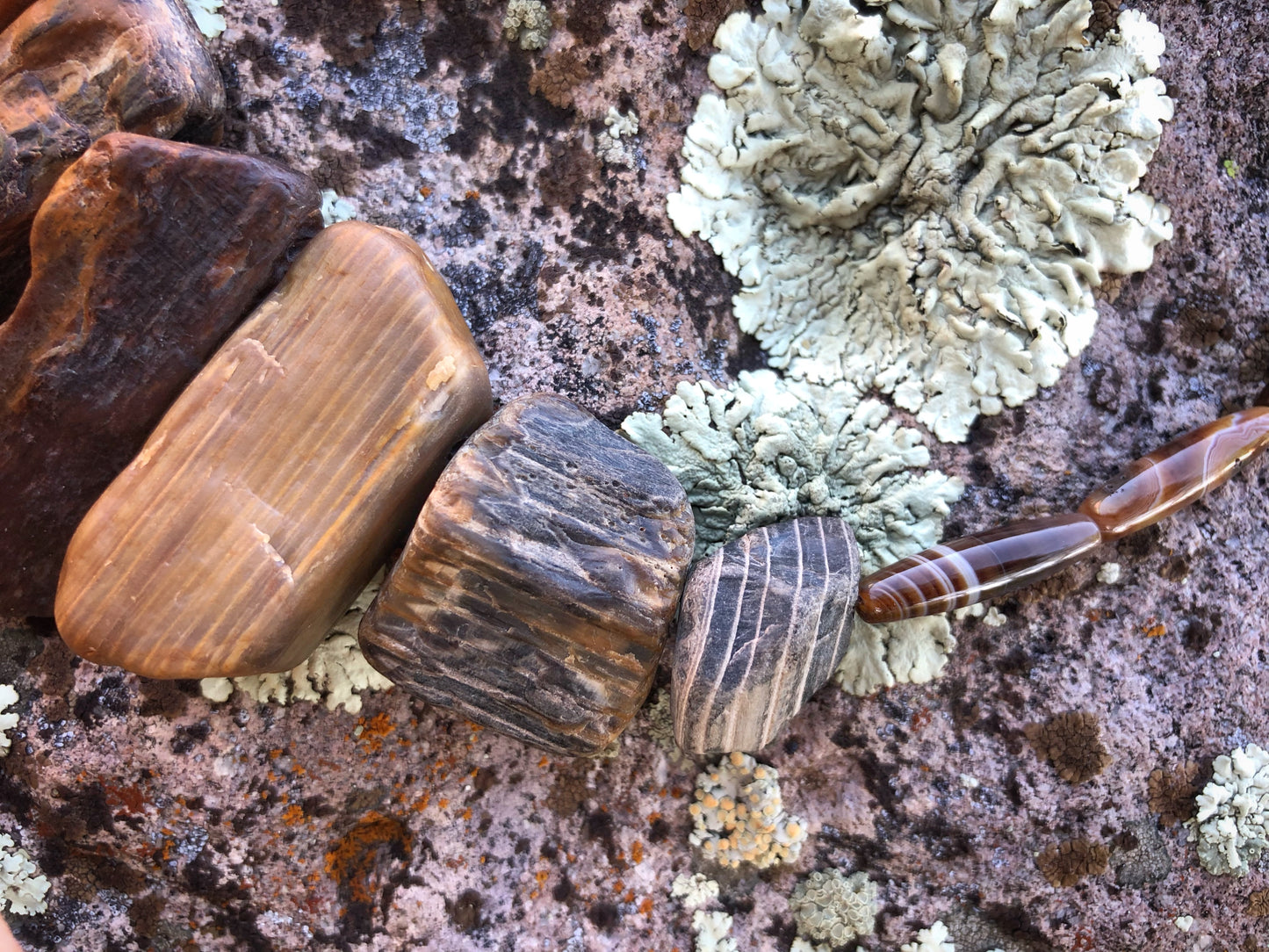 Bits of Forest, Petrified Wood
